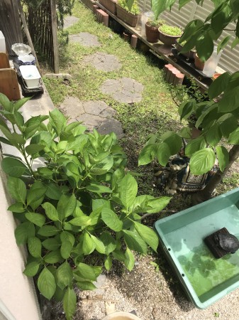 LalaMarjoram | アロマテラピー広島